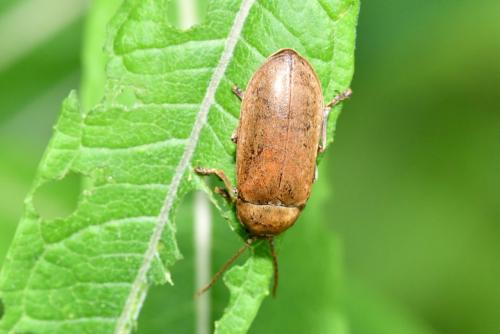 Réf. 206 640 : Dascillus cervinus